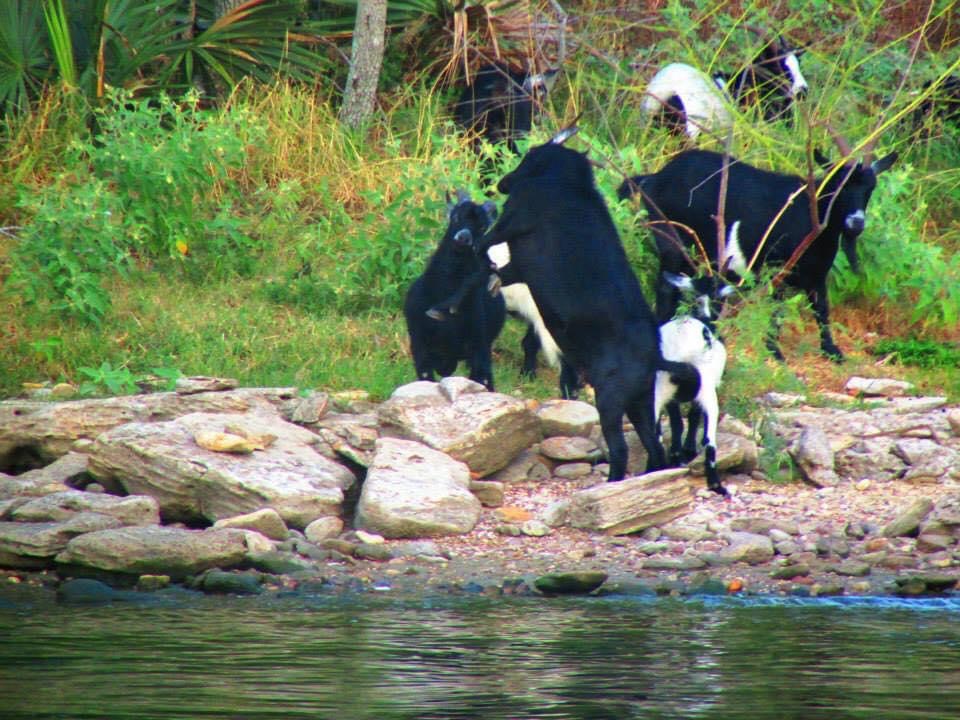 Original heard of goats on Goat Island, Trinity, Texas. 
Thanks for the photo by David Stoll.