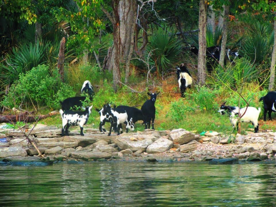 Original heard of goats on Goat Island, Trinity, Texas. 
Thanks for the photo by David Stoll.