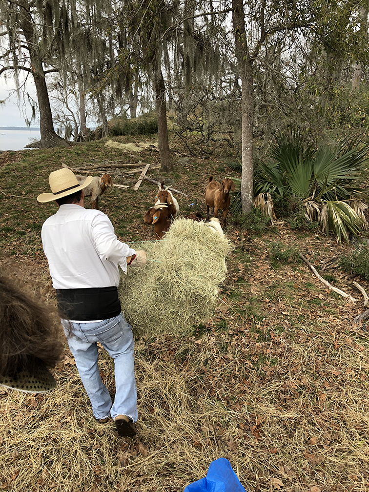 Ron Crone hauling hay for the second herd of goats of Goat Island, Trinity, Texas