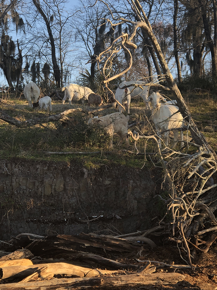 Second herd of goats on Goat Island, Trinity, Texas